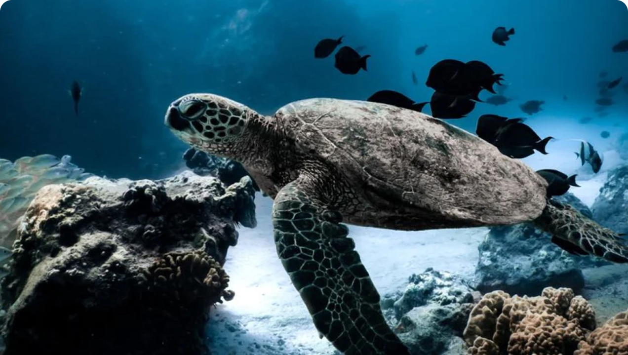 Sea turtle swimming underwater, featured in a CP&KRELL sustainability story
